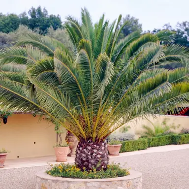 Phoenix canariensis tree with lush foliage.