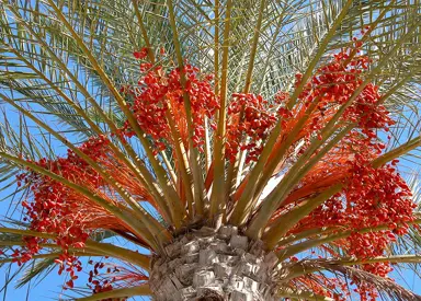 Phoenix dactylifera tree with red berries.