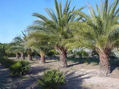 Large Phoenix sylvestris palm trees.