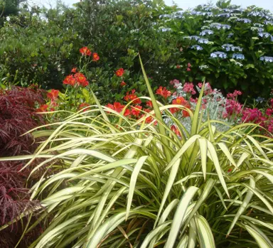 phormium-blondie-1