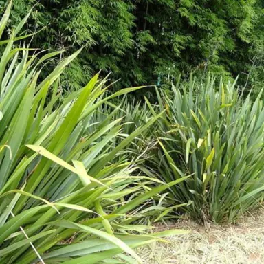 Phormium colensoi plant.