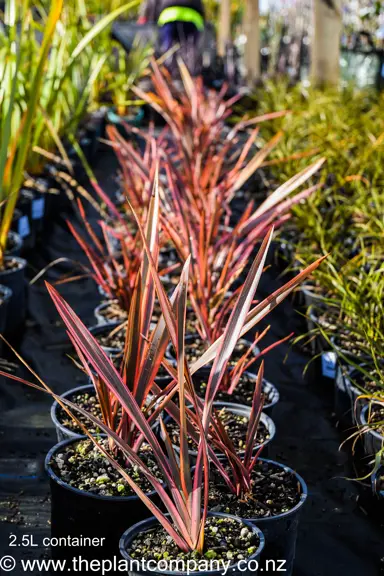 phormium-rainbow-queen-2