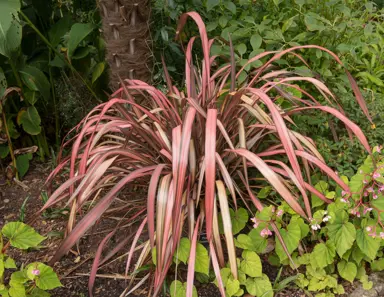 phormium-crimson-devil-