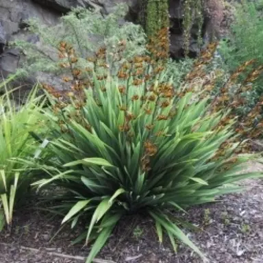 phormium-dwarf-green-