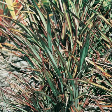 phormium-elfin-