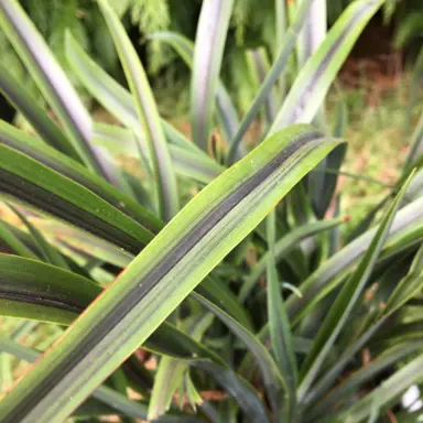 phormium-licorice-lime--1