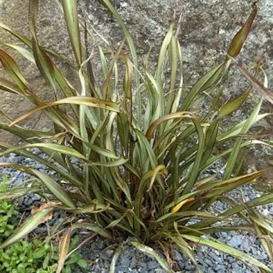 Phormium Surfer Boy plant.