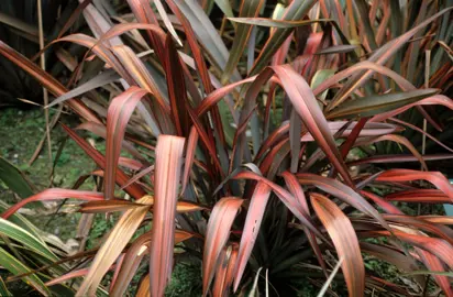 phormium-dazzler-1