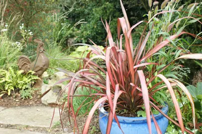 phormium-pink-panther-