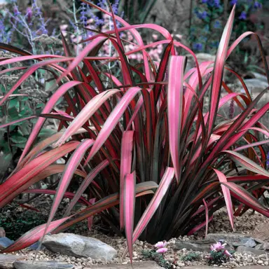 phormium-pink-panther-1