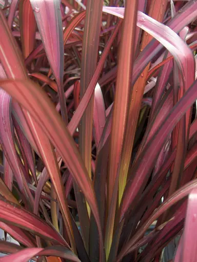 phormium-rainbow-red-