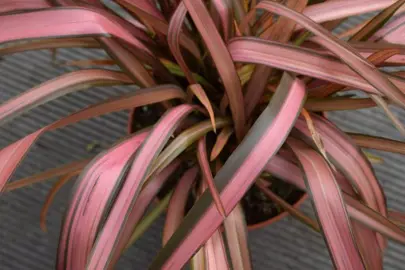 phormium-rainbow-surprise-1