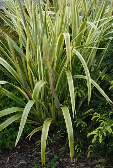 phormium-waitara-gold-1