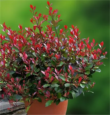 Photinia Little Red Robin plant with red and green foliage.