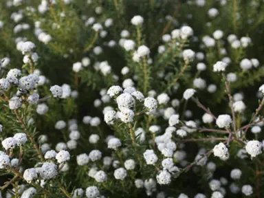 Phylica ericoides with white flowers and dark green foliage.