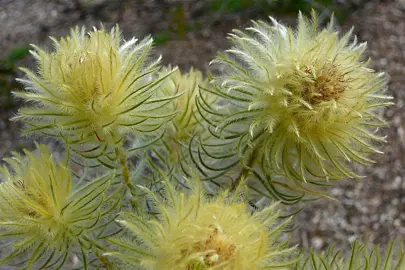 phylica-plumosa-5