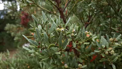 Phyllocladus alpinus foliage.