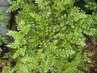 phyllocladus-trichomanoides-1