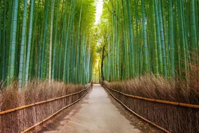 Phyllostachys edulis growing alongside a path.