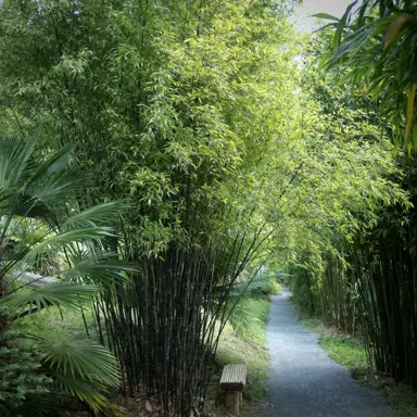 phyllostachys-nigra-