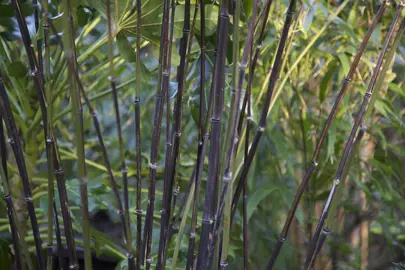 phyllostachys-nigra-2