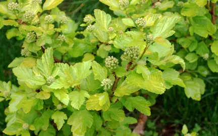 Physocarpus opulifolius Luteus shrub with yellow-green foliage.