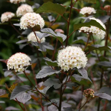 Physocarpus Shady Lady plant with white flowers and dark purple foliage.