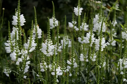 Physostegia virginiana alba plants with masses of white flowers.