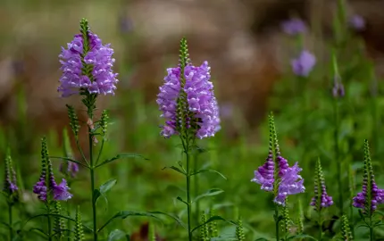 Physostegia virginiana plants with elegant blue flowers.