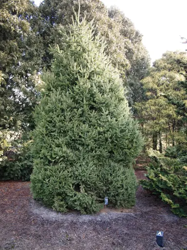 Picea abies pyramidalis tree.