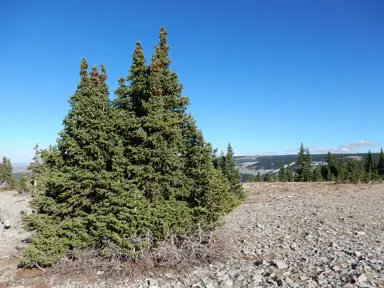 Picea engelmannii trees.