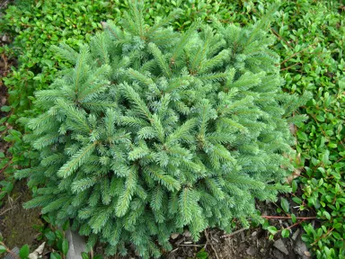 Picea glauca Echiniformis shrub with green foliage.