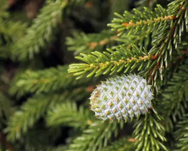 Picea orientalis tree with green needle-like foliage and a green cone.