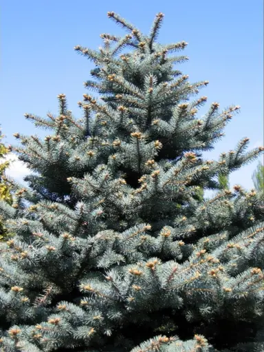 picea-pungens--1