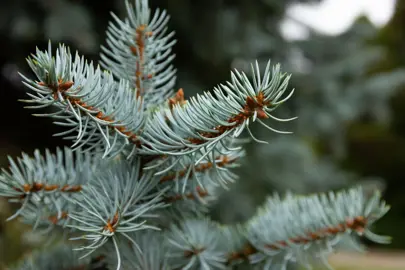 picea-pungens-