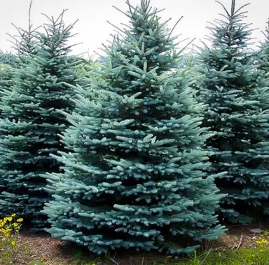 picea-baby-blue-