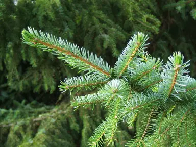 picea-omorica-