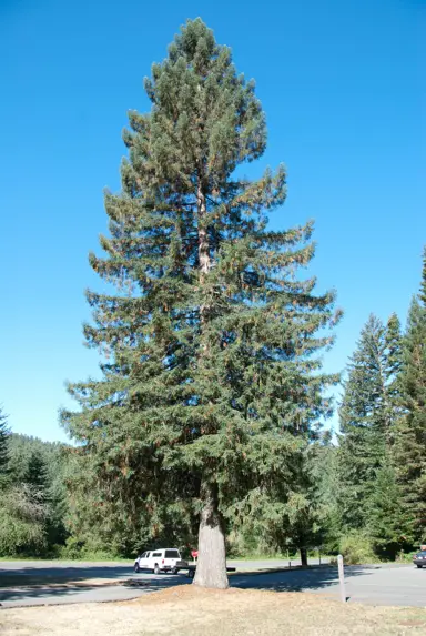 picea-sitchensis-