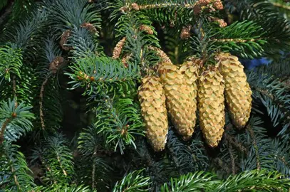 picea-sitchensis-1