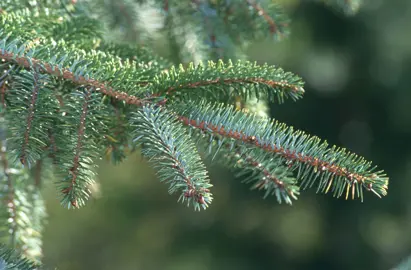 picea-sitchensis-3