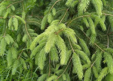 picea-smithiana-