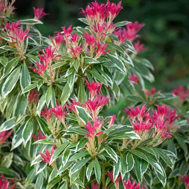 pieris-flaming-silver--1