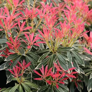 pieris-flaming-silver--2