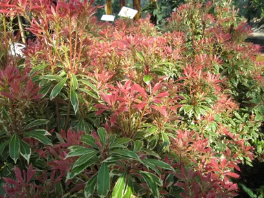 pieris-flaming-silver-