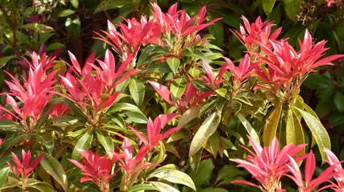 Pieris 'Forest Flame' plant with red and green foliage.