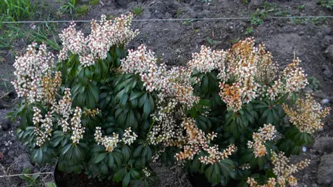 Pieris japonica 'Bonfire' plant with white flowers.