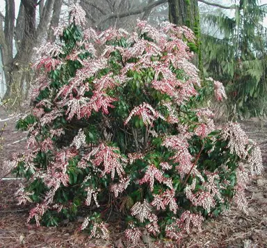 pieris-dorothy-wyckoff-