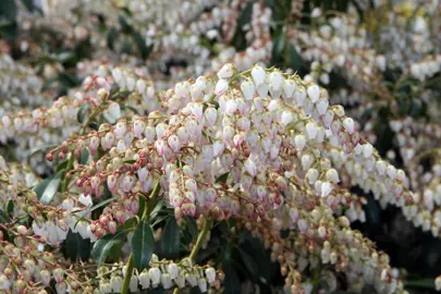 pieris-dorothy-wyckoff-3