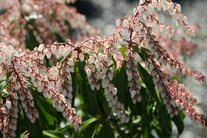 pieris-dorothy-wyckoff-4