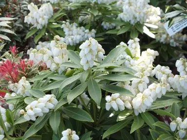 Pieris japonica 'Sarabande' plant with white flowers.